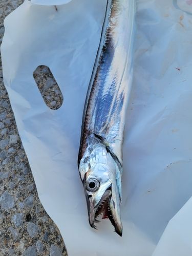 タチウオの釣果