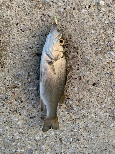 セイゴ（ヒラスズキ）の釣果