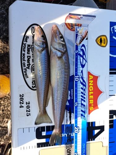 シロギスの釣果