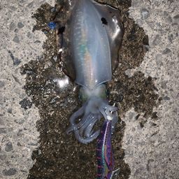 アオリイカ