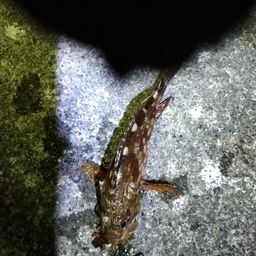 カサゴ