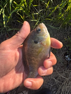 ブルーギルの釣果