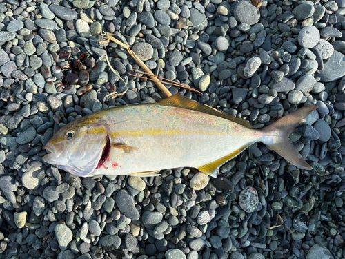 ショゴの釣果