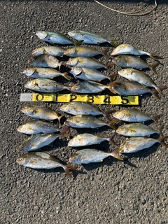 ショゴの釣果