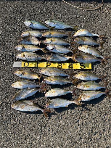 ショゴの釣果