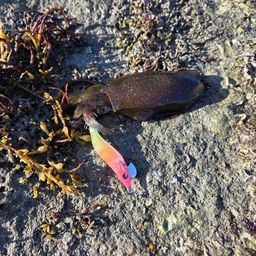アオリイカ