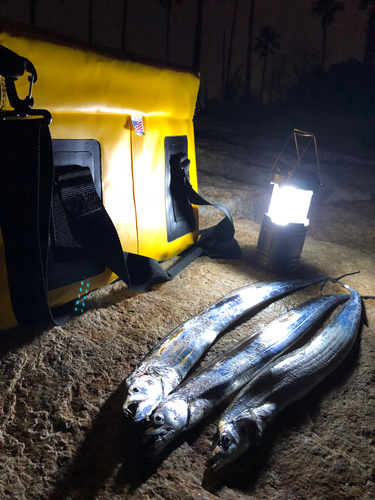 タチウオの釣果