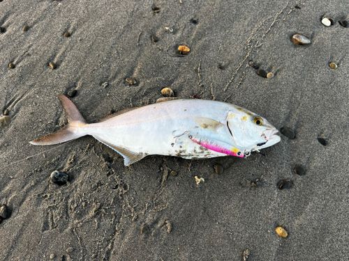 ショゴの釣果