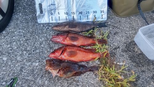 オオモンハタの釣果