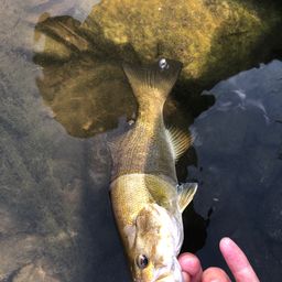 スモールマウスバス