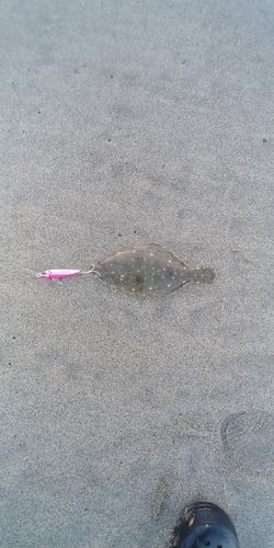 ソゲの釣果