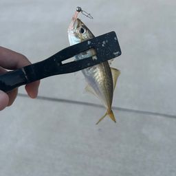 アジ