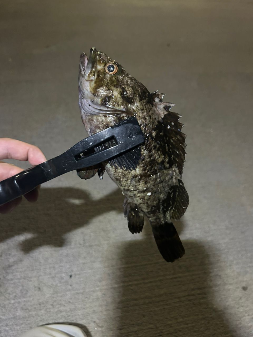 アジ