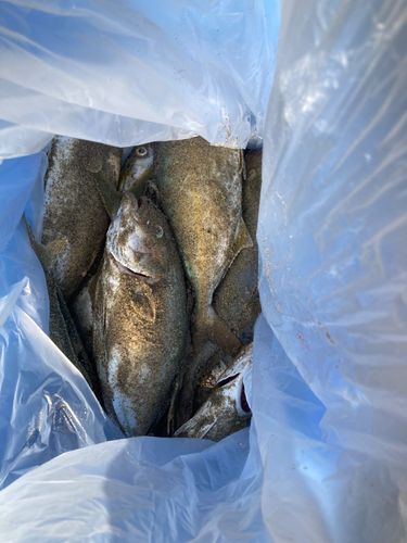 ショゴの釣果