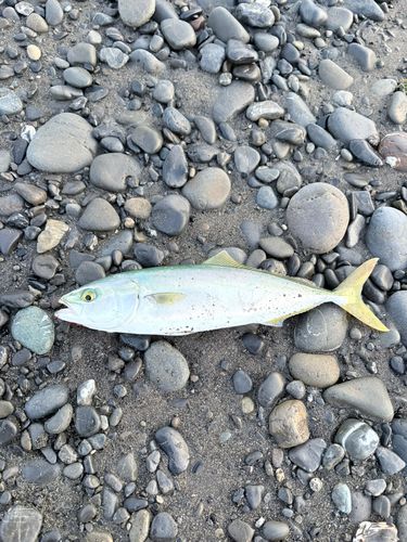 ワカシの釣果