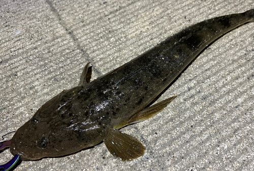 マゴチの釣果