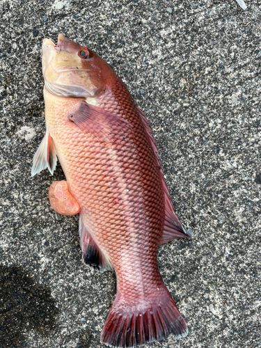 コブダイの釣果
