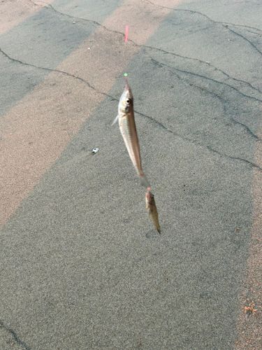 キスの釣果