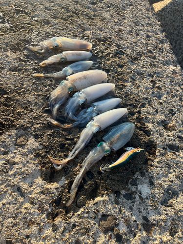 アオリイカの釣果
