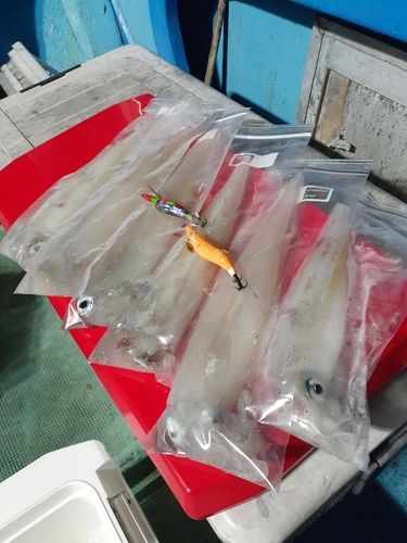 ケンサキイカの釣果