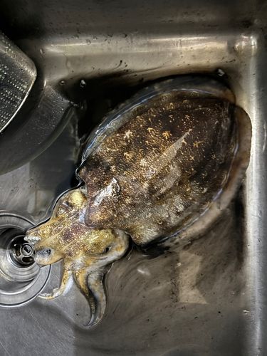 コウイカの釣果