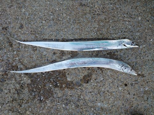 タチウオの釣果