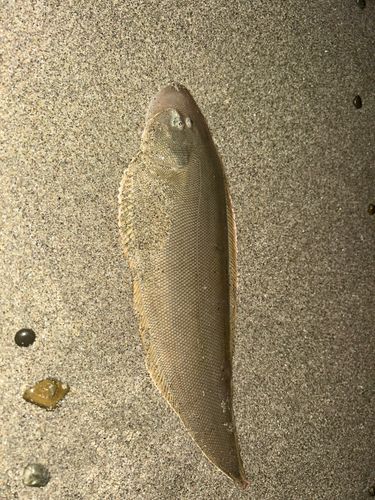 シタビラメの釣果