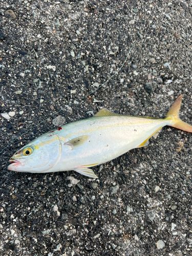 ツバスの釣果