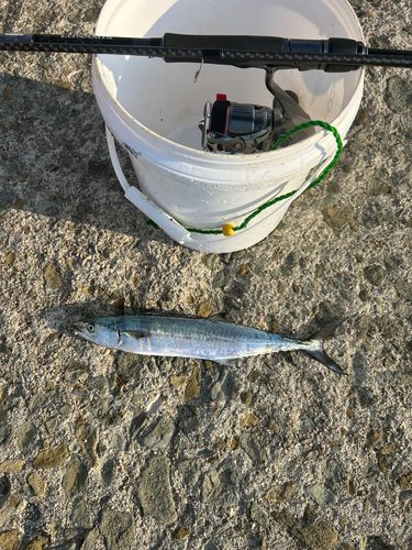 サゴシの釣果