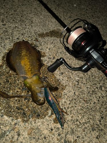 アオリイカの釣果