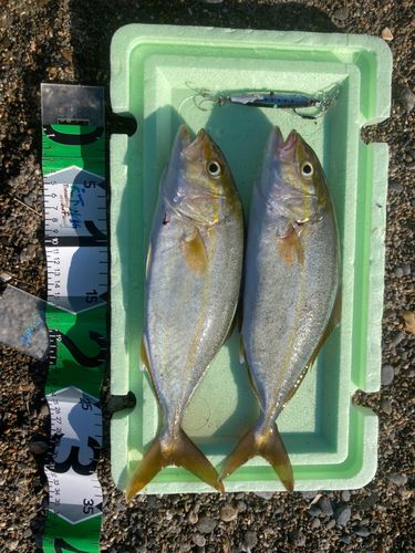ショゴの釣果