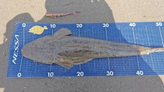 マゴチの釣果