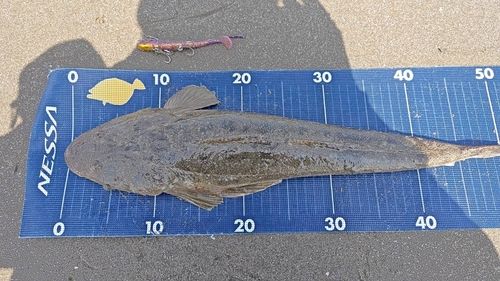 マゴチの釣果