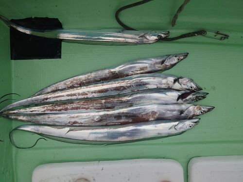 タチウオの釣果