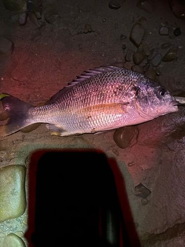 キビレの釣果