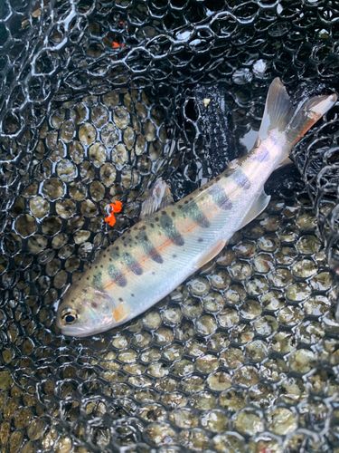 ヤマメの釣果