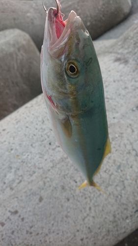 コズクラの釣果