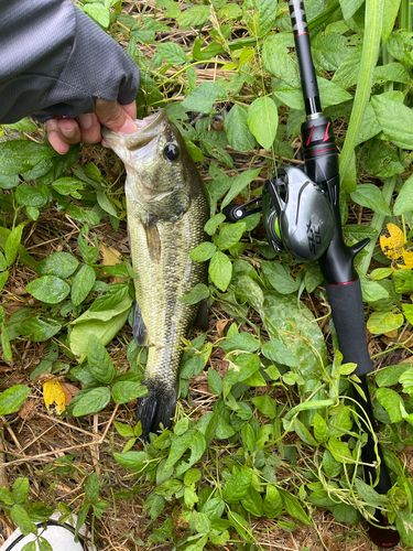 ブラックバスの釣果