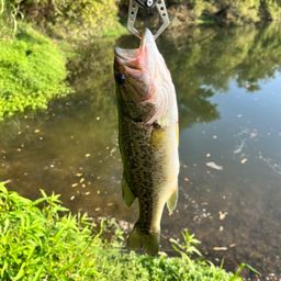 ラージマウスバス