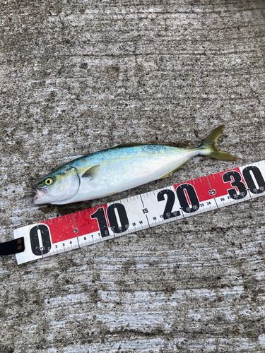 ワカシの釣果