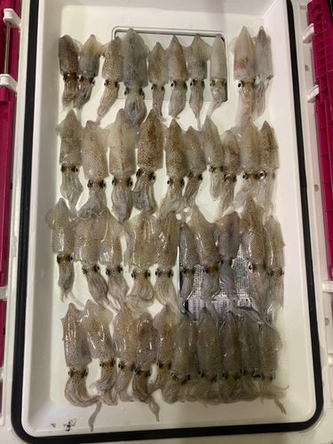 ベイカの釣果