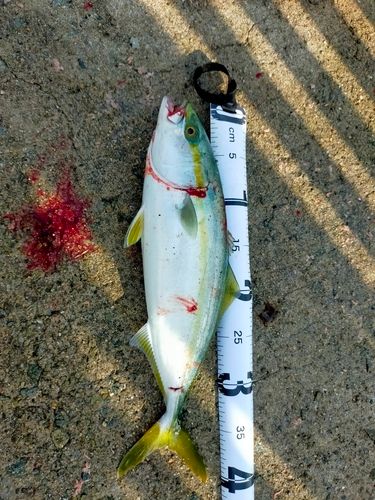 ハマチの釣果
