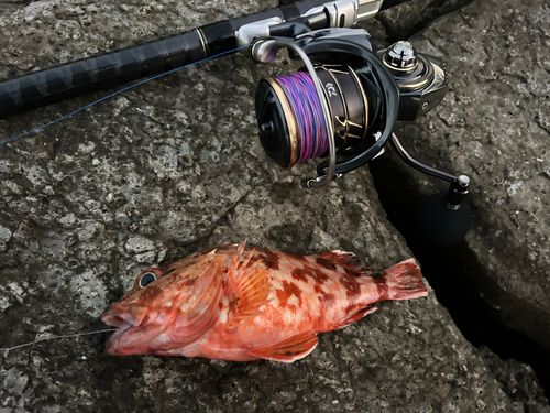 カサゴの釣果