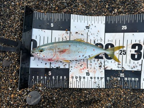 ワカシの釣果