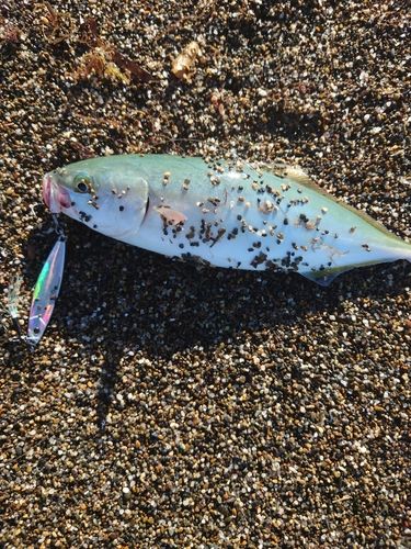 ワカシの釣果