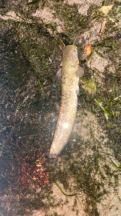 ナマズの釣果