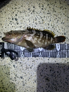 クエの釣果