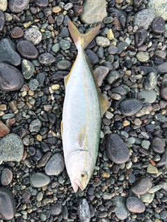 ワカシの釣果