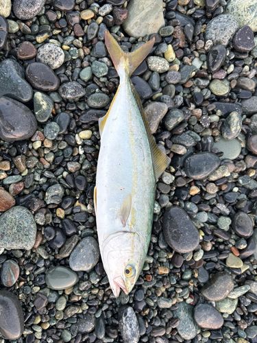 ワカシの釣果