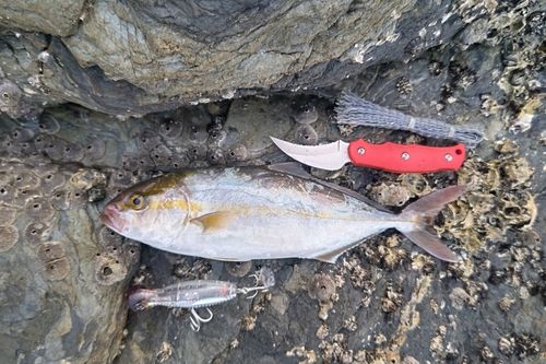 シオの釣果